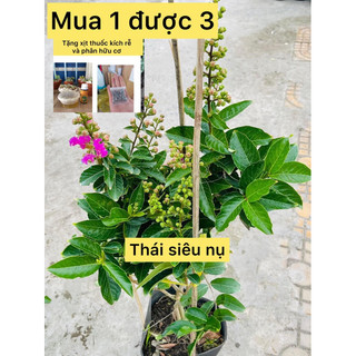 caykiengsadec cay hoa bằng lăng thái + Tặng Phân Bón