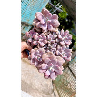 sen đá sỏi thụ