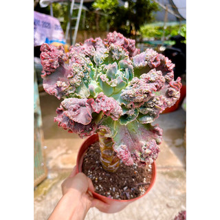 sen đá bắp cải bò