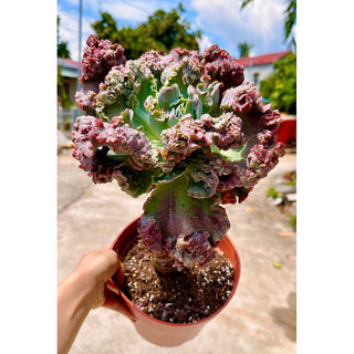 sen đá bắp cải bò