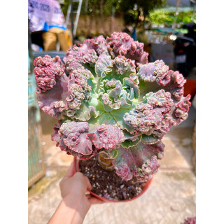 sen đá bắp cải bò