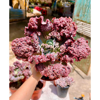 sen đá bắp cải bò