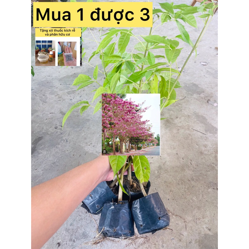 chậu kèn Hồng tặng như ảnh