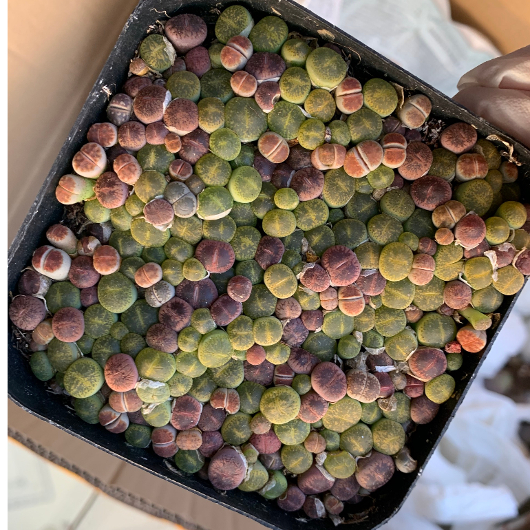 Mông,Lithops Xanh size 0.5 cm Mix Nâu, Hồng Siêu Nhỏ, Hơn 100 cây Siêu xinh Bao bù lỗi vận chuyển