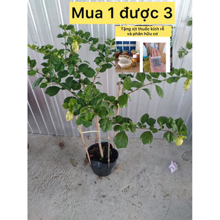 Caykiengsadec - Huyền trân công chúa+ tặng phân bón cho cây mau lớn-hoa kiểng lá - trang trí nội thất - cây phong thủy