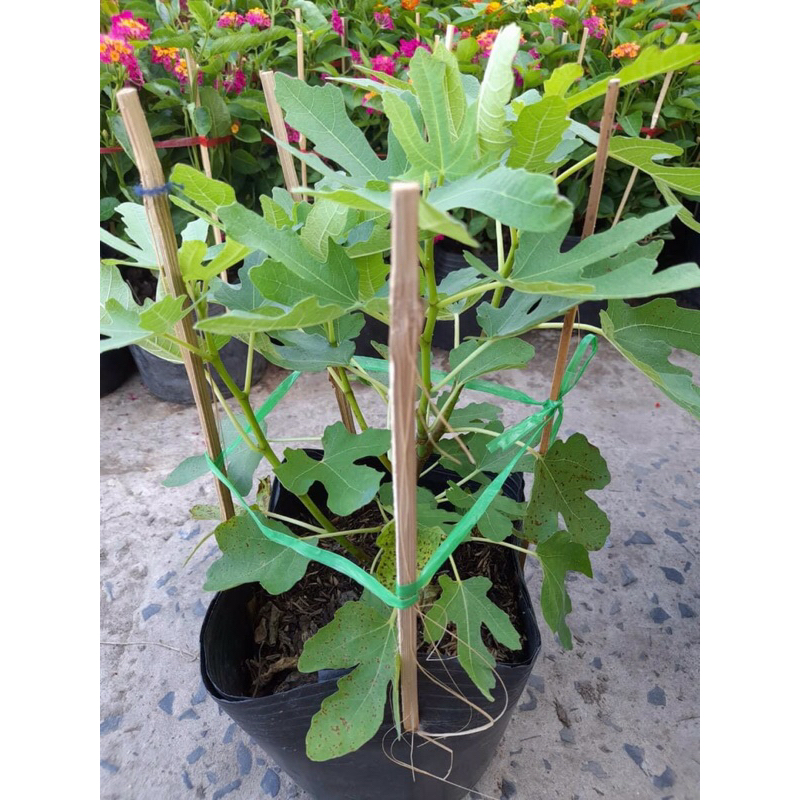 Chậu sung mỹ tặng như ảnh