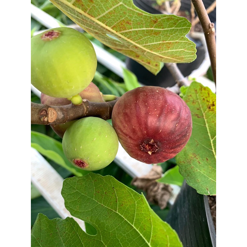 Chậu sung mỹ tặng như ảnh