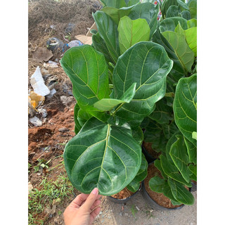 Cây bàng singapore cao 1m xanh mướt, cây khoẻ mạnh