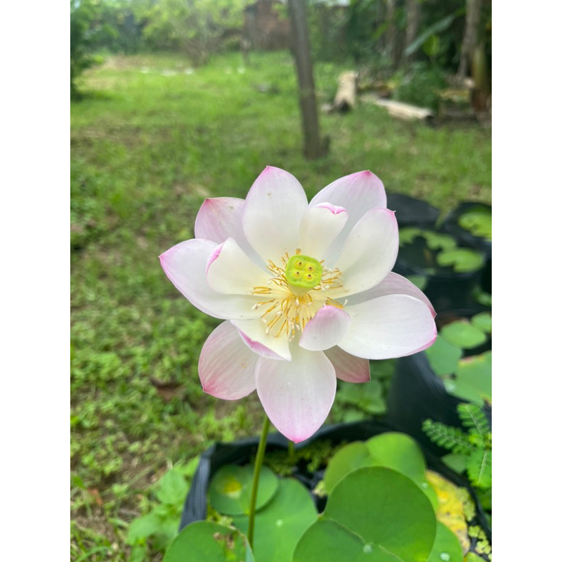 Combo 3 củ sen mini 3 màu