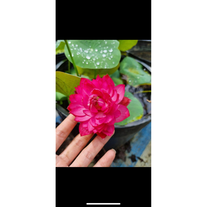 Combo 3 củ sen mini 3 màu