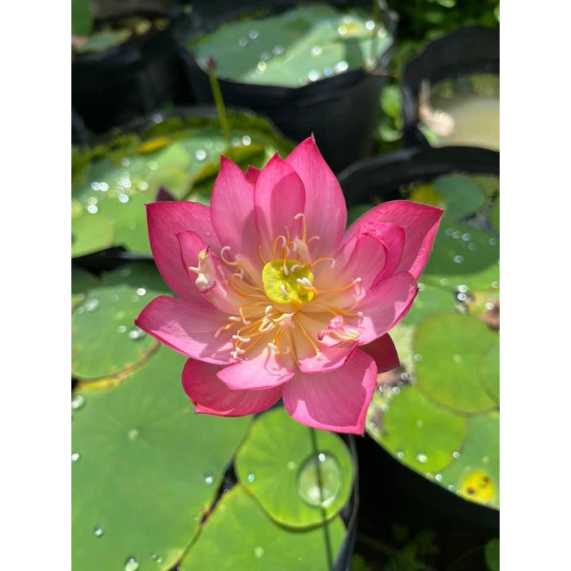 Combo 3 củ sen mini 3 màu