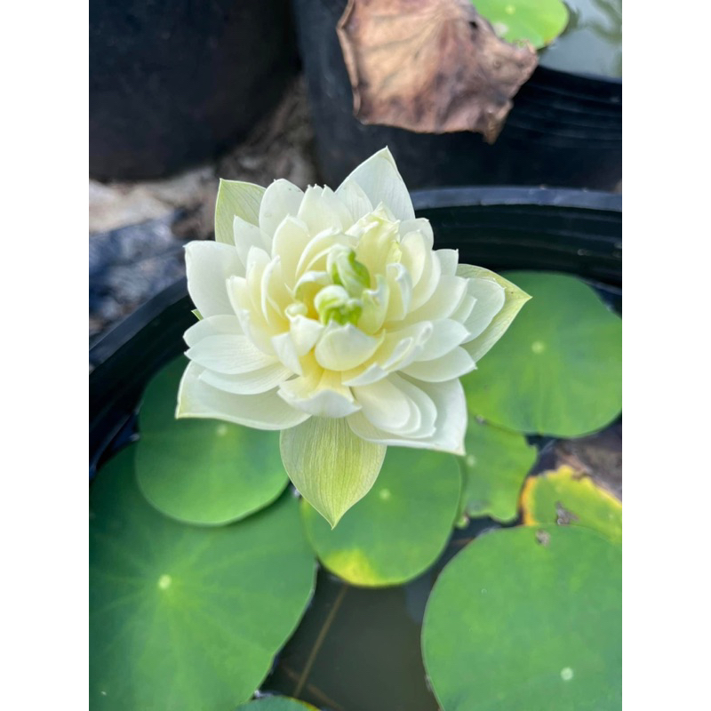 Combo 3 củ sen mini 3 màu