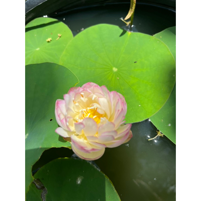 Combo 3 củ sen mini 3 màu