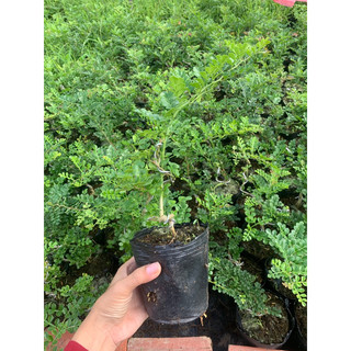 Cây giống cần thăng cao 35-40cm