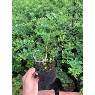 Cây giống cần thăng cao 35-40cm