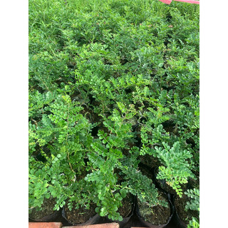 Cây giống cần thăng cao 35-40cm