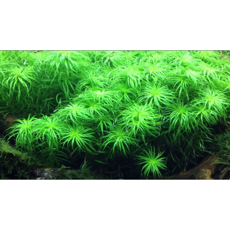 CÂY TONIA THỦY SINH-20K/12NGỌN