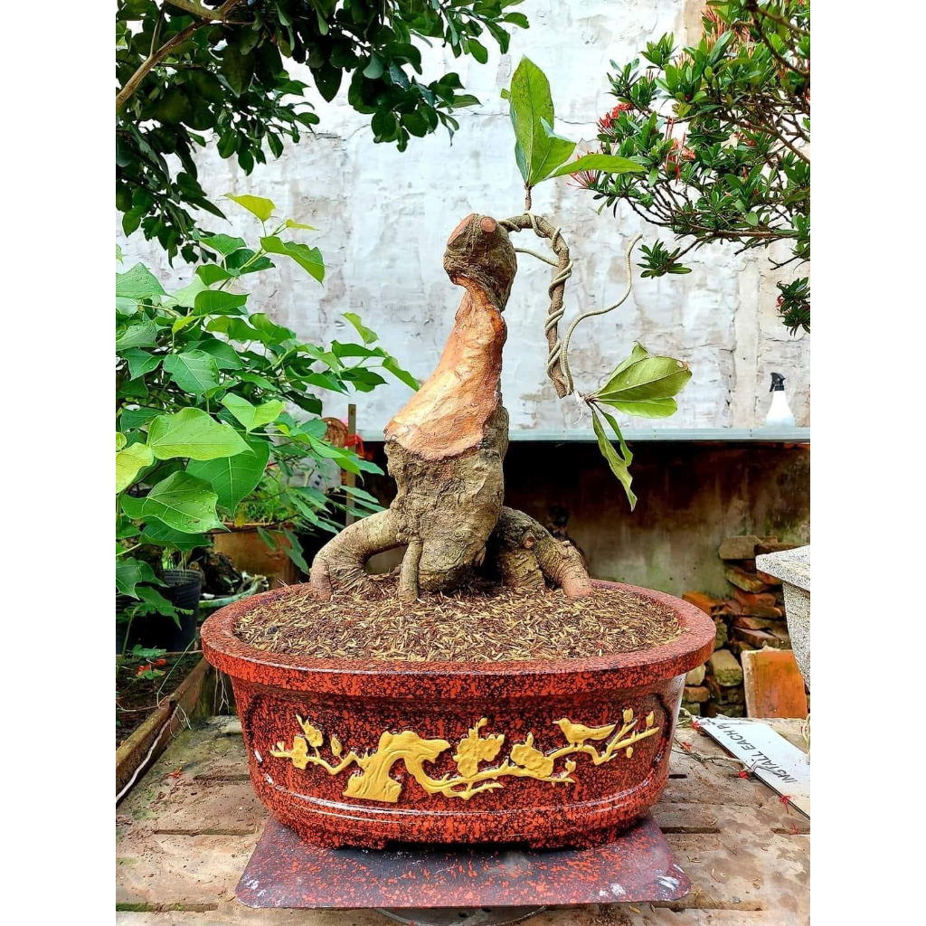 Khuôn đúc chậu bonsai ovan 45