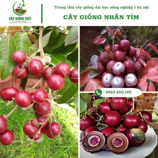 Cây giống nhãn tím, cây giống nhãn tím ra trái 2 vụ - ảnh video thật tại vườn vuoncaygiongviet