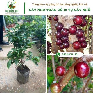Cây nho thân gỗ 12 vụ ra trái đủ 12 tháng, cây giống nho thân gỗ quả đỏ - chiều cao 40-50cm (ảnh và video thật)
