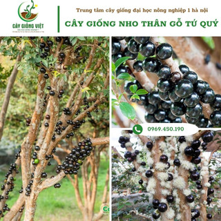 Cây giống nho thân gỗ tứ quý, cây nho thân gỗ ra trái quanh năm - hình thật 30-40cm vuoncaygiongviet