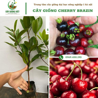 Cây giống cherry brazin, cây giống cherry chịu nhiệt - vuoncaygiongviet
