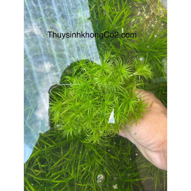 CÂY TONIA THỦY SINH-20K/12NGỌN
