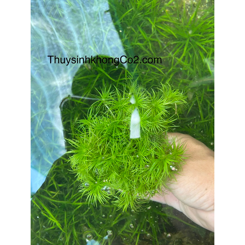 CÂY TONIA THỦY SINH-20K/12NGỌN