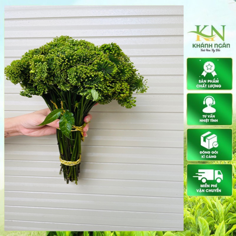 Hoa Sâm Lai Châu ( Hoa Sâm Ngọc Linh)1kg
