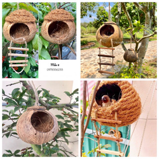 tổ chim sinh sản , tổ vẹt, yến phụng, các loại chim tự nhiên