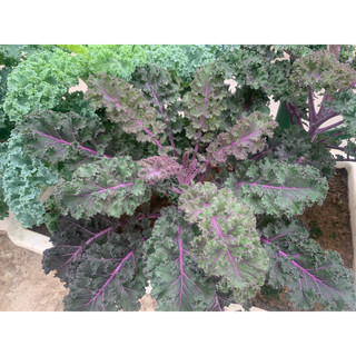 Cải xoăn Kale tím Bejo Hà Lan