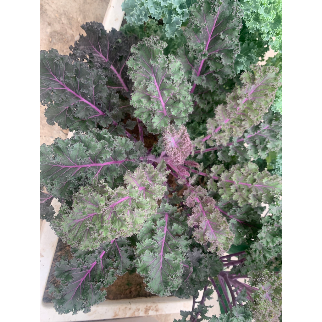 Cải xoăn Kale tím Bejo Hà Lan