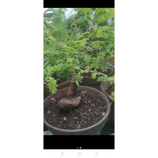 Cây me bonsai mini