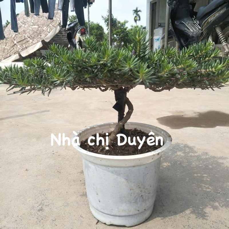 Combo 5 cành hoa mười giờ chuyên làm bonsai, hoa nở cả ngày, bông to