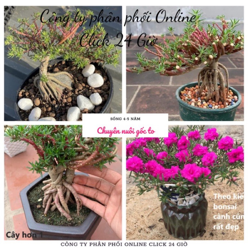 Combo 5 cành hoa mười giờ chuyên làm bonsai, hoa nở cả ngày, bông to
