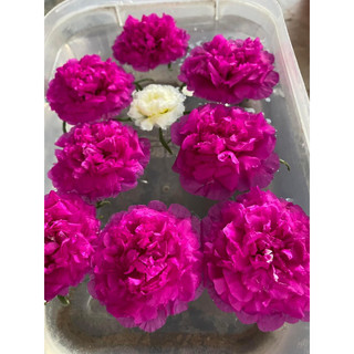 Combo 5 cành hoa mười giờ bông to
