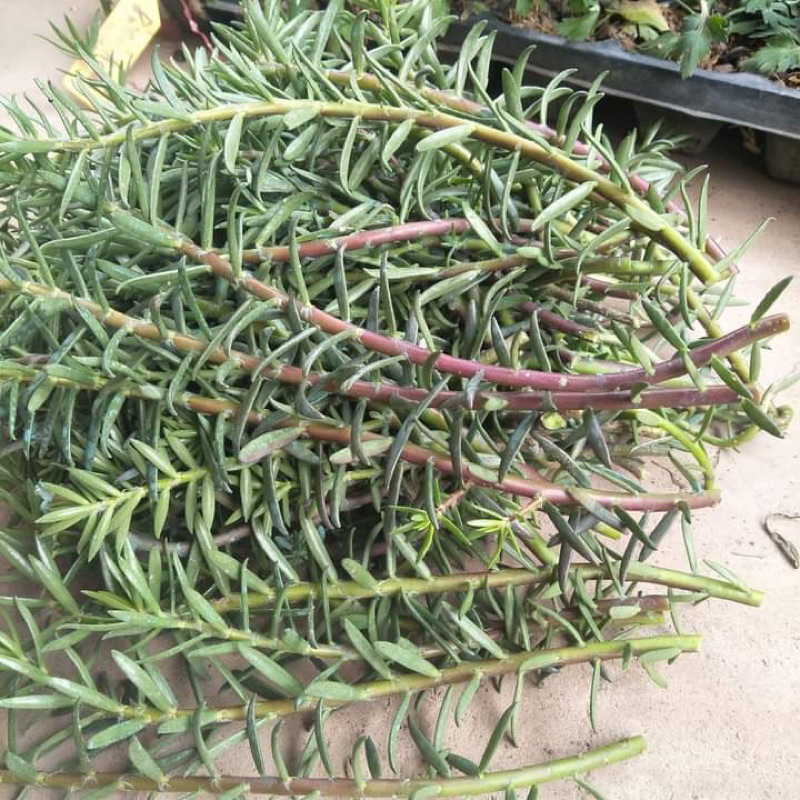 Combo 5 cành hoa mười giờ chuyên làm bonsai, hoa nở cả ngày, bông to