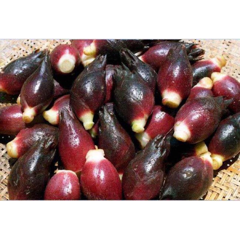 Nhân sâm Myoga 120k/3kg