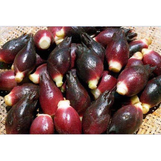 Nhân sâm myoga 120k/3kg