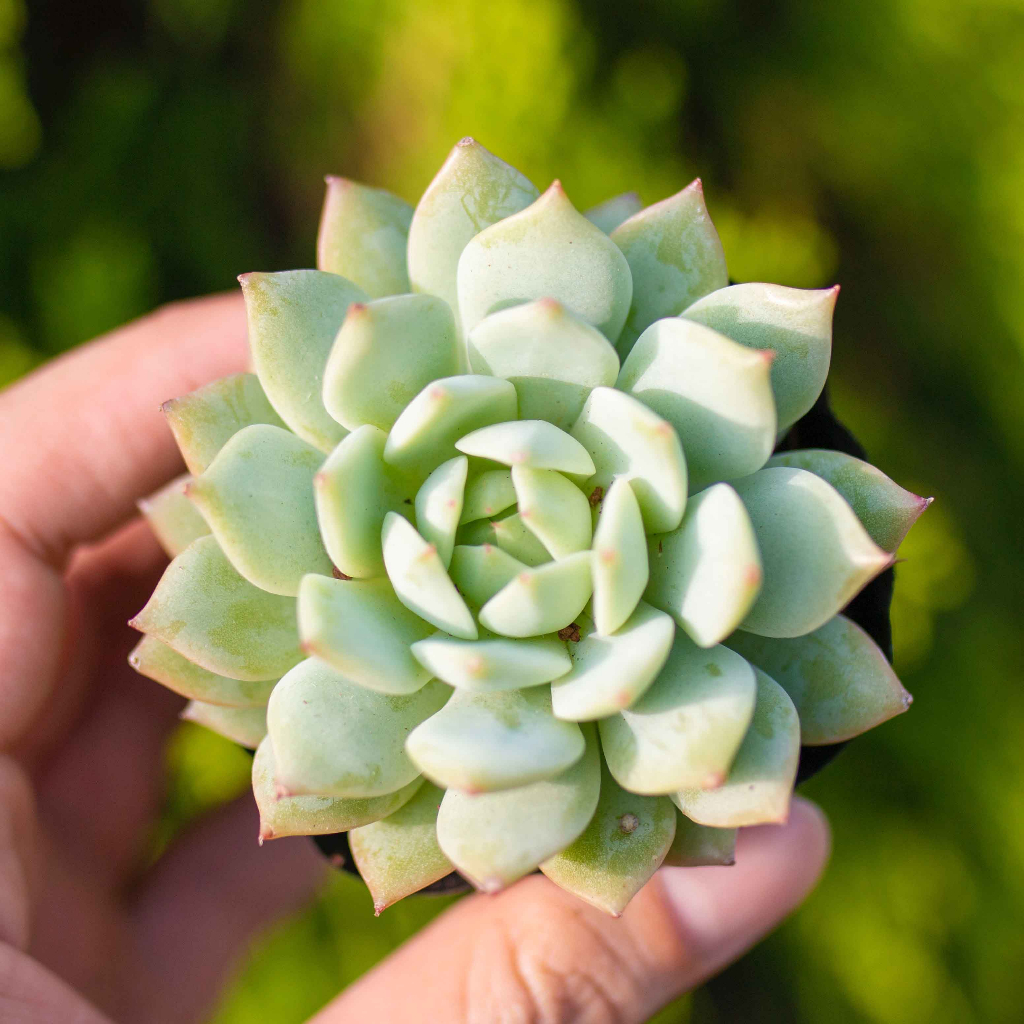 Sen đá hồng kim 5-7cm - Vườn sen đá