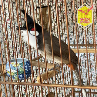 Thức ăn cho chim, cám làm mồi câu cá [Cám trứng ba vì-500Gam]