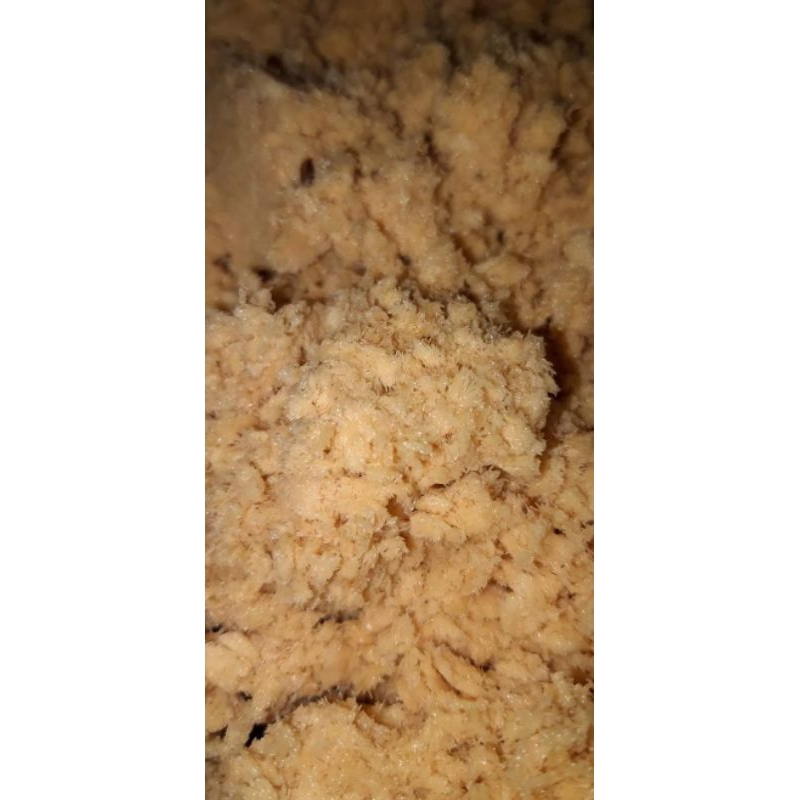 Trứng ruồi lính đen hũ 25g