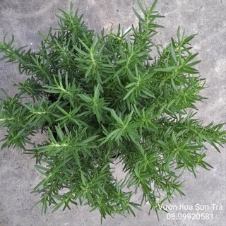 (VHST giao TP.HCM trong ngày) Cây HƯƠNG THẢO, có hương thơm.