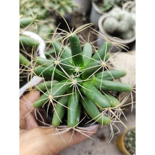 Xương rồng Mammi Longimamma
