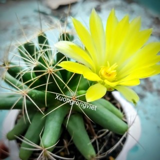 Xương rồng Mammi Longimamma