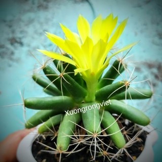 Xương rồng Mammi Longimamma