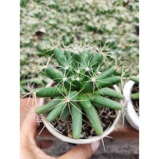 Xương rồng Mammi Longimamma