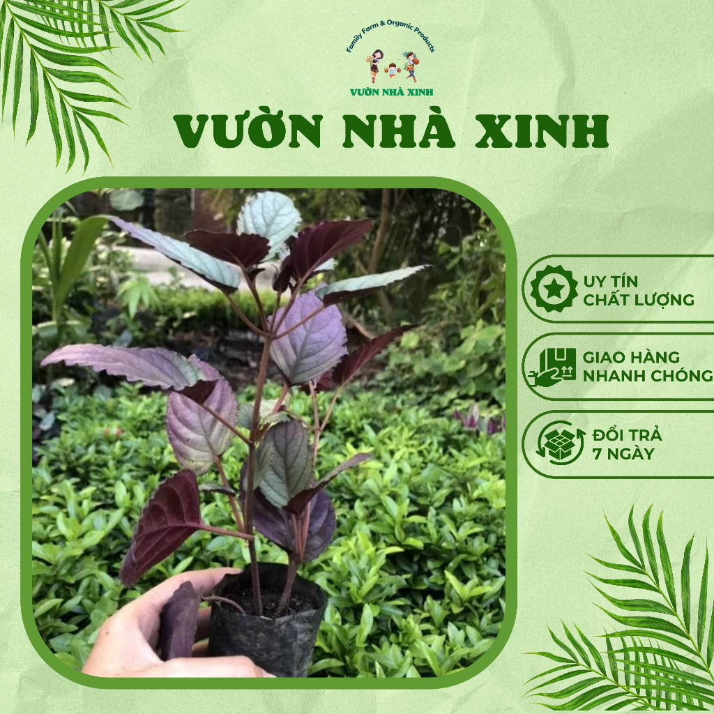 Cây Giống Trà Dr Thanh Mát Gan Thanh Nhiệt Trong Bầu Đất Khỏe Mạnh Sạch Sâu Bệnh Vườn Nhà Xinh