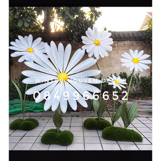 Hoa cúc Hoạ mi khổng lồ 60cm