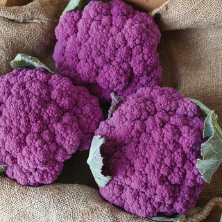 [Hạt giống Mỹ]  Gói 10 hạt giống bông cải (súp lơ) tím Mỹ Purple Moon lên màu sắc nét - tỷ lệ nảy mầm 90%